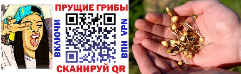 Псилоцибиновые грибы Psilocybine cubensis  Купить закладки  Мыски 
